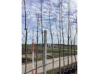 Amberboom - vormboom (3x) - afbeelding 2 van  2