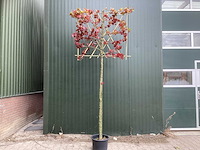 Amberboom - vormboom (4x) - afbeelding 1 van  3