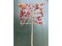 Amberboom - vormboom (4x) - afbeelding 3 van  3