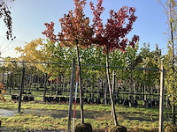 Amberboom - vormboom - afbeelding 1 van  3