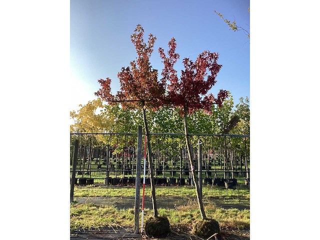 Amberboom - vormboom - afbeelding 2 van  3