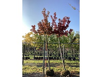 Amberboom - vormboom - afbeelding 2 van  3