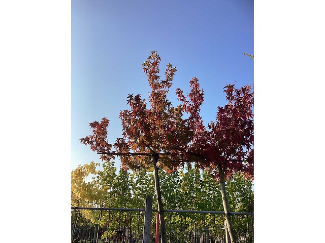 Amberboom - vormboom - afbeelding 3 van  3