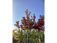 Amberboom - vormboom - afbeelding 3 van  3