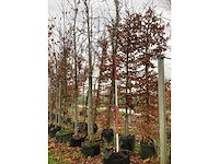 Amberboom - vormboom - afbeelding 2 van  3