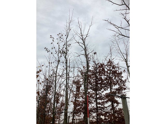 Amberboom - vormboom - afbeelding 3 van  3