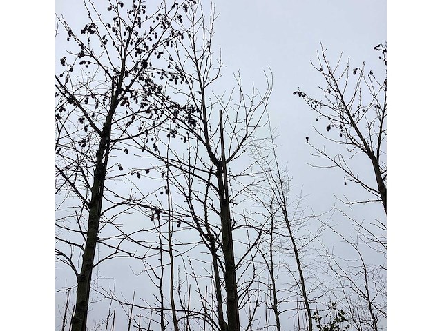 Amberboom - vormboom - afbeelding 2 van  3