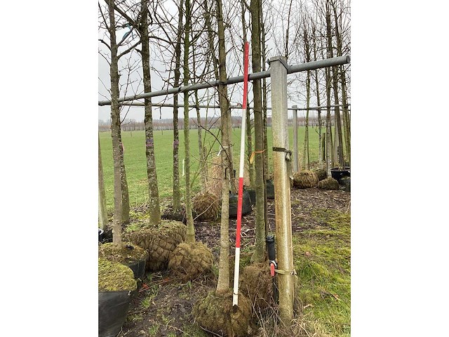 Amberboom - vormboom - afbeelding 2 van  3