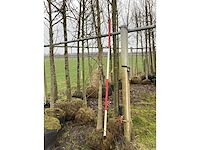 Amberboom - vormboom - afbeelding 2 van  3