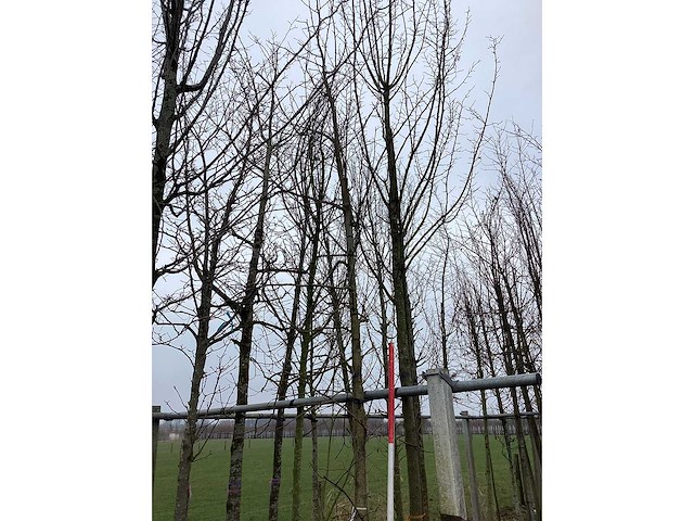 Amberboom - vormboom - afbeelding 3 van  3