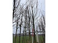 Amberboom - vormboom - afbeelding 3 van  3