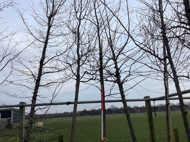 Amberboom - vormboom - afbeelding 1 van  2