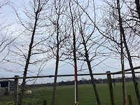 Amberboom - vormboom