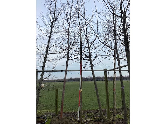 Amberboom - vormboom - afbeelding 2 van  2