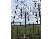 Amberboom - vormboom - afbeelding 2 van  2