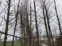 Amberboom - vormboom - afbeelding 1 van  2