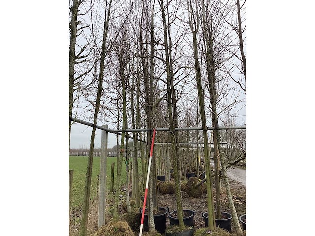 Amberboom - vormboom - afbeelding 2 van  2