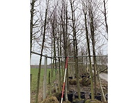 Amberboom - vormboom - afbeelding 2 van  2