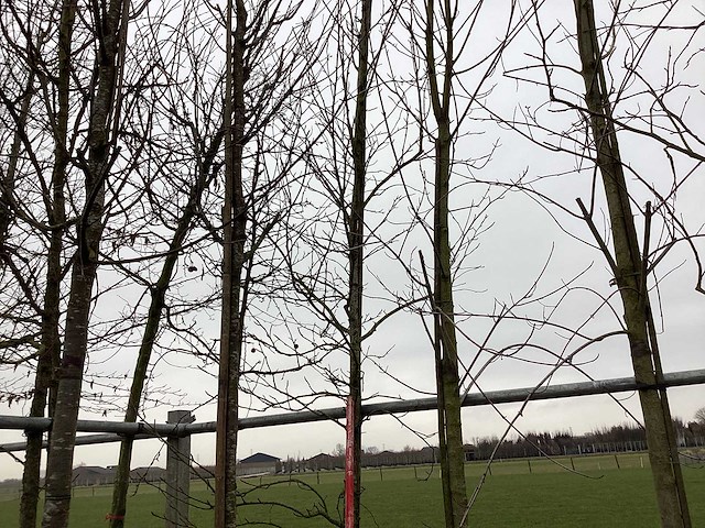 Amberboom - vormboom - afbeelding 1 van  2