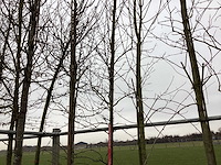 Amberboom - vormboom - afbeelding 1 van  2