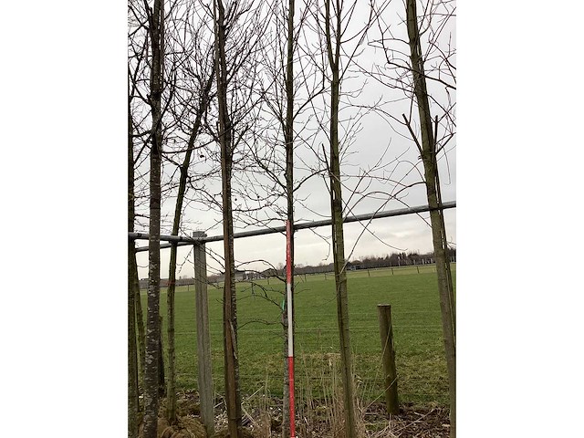 Amberboom - vormboom - afbeelding 2 van  2