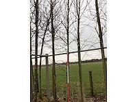 Amberboom - vormboom - afbeelding 2 van  2