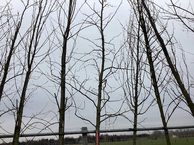 Amberboom - vormboom - afbeelding 1 van  2