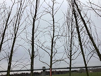 Amberboom - vormboom - afbeelding 1 van  2