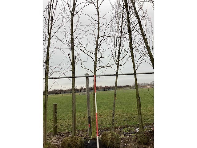 Amberboom - vormboom - afbeelding 2 van  2