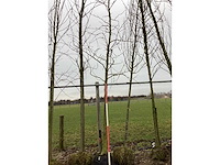 Amberboom - vormboom - afbeelding 2 van  2