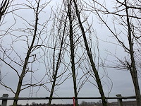 Amberboom - vormboom - afbeelding 1 van  2