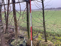 Amberboom - vormboom - afbeelding 1 van  3