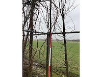 Amberboom - vormboom - afbeelding 2 van  3