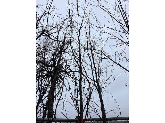 Amberboom - vormboom - afbeelding 3 van  3