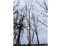 Amberboom - vormboom - afbeelding 3 van  3