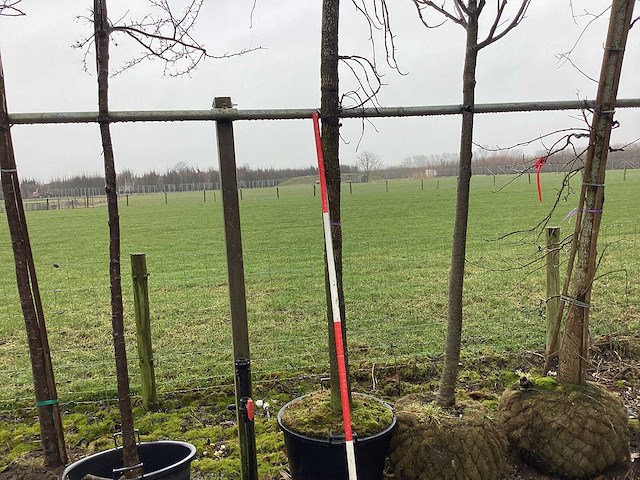 Amberboom - vormboom - afbeelding 1 van  3