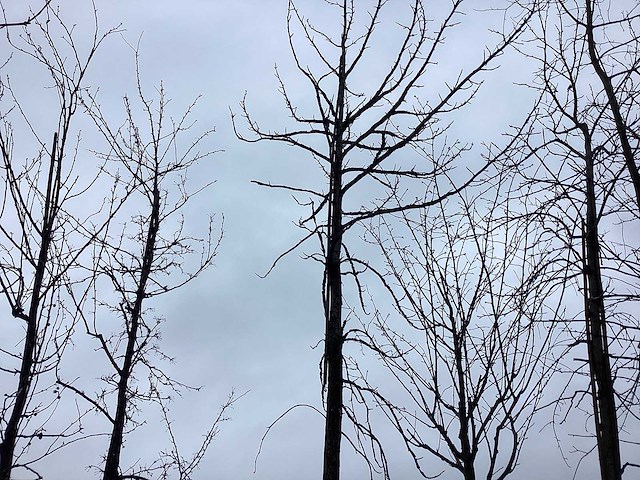 Amberboom - vormboom - afbeelding 2 van  3