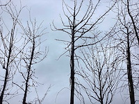 Amberboom - vormboom - afbeelding 2 van  3