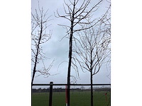 Amberboom - vormboom - afbeelding 3 van  3