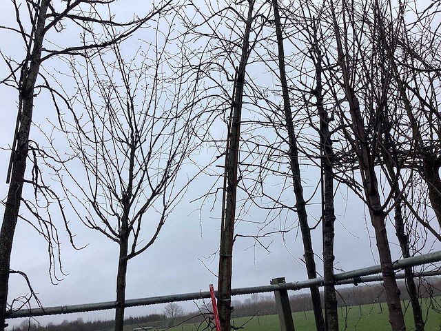 Amberboom - vormboom - afbeelding 1 van  3