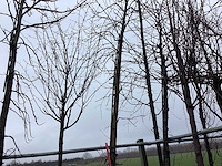 Amberboom - vormboom - afbeelding 1 van  3