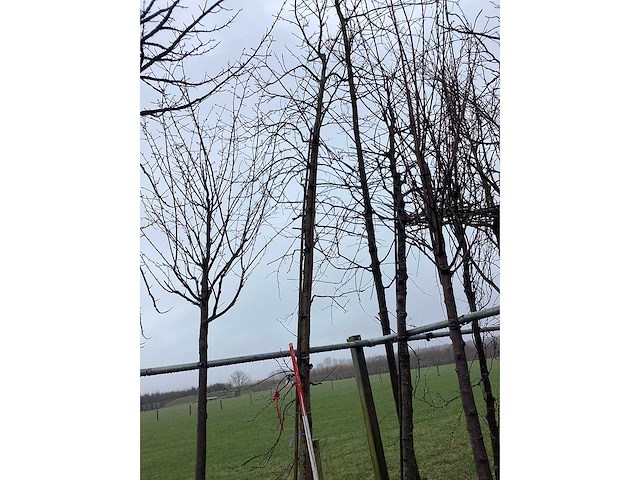 Amberboom - vormboom - afbeelding 2 van  3