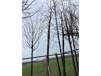 Amberboom - vormboom - afbeelding 2 van  3