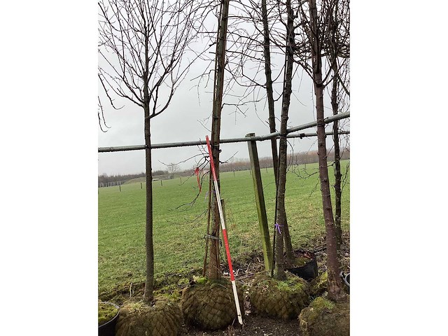 Amberboom - vormboom - afbeelding 3 van  3