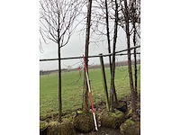 Amberboom - vormboom - afbeelding 3 van  3