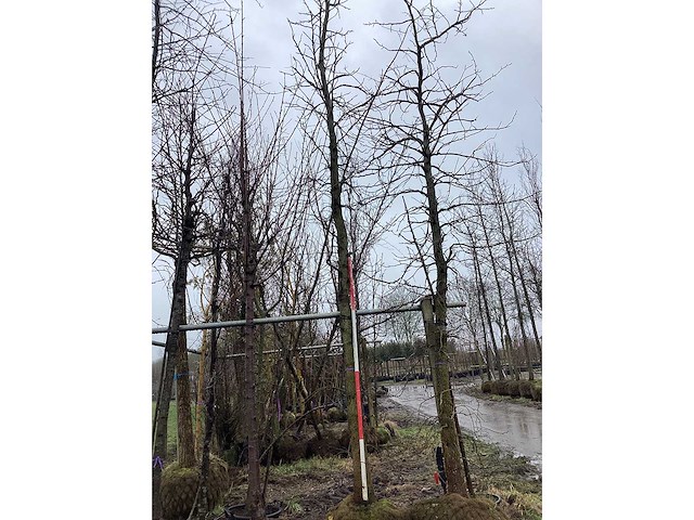 Amberboom - vormboom - afbeelding 1 van  3