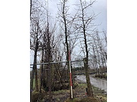 Amberboom - vormboom - afbeelding 1 van  3