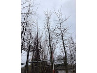 Amberboom - vormboom - afbeelding 3 van  3