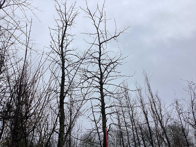 Amberboom - vormboom - afbeelding 1 van  2