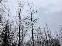 Amberboom - vormboom - afbeelding 1 van  2